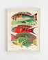 Light Wood Framed Great Barrier Reef Fishes Vintage Illustration Wall Art Print